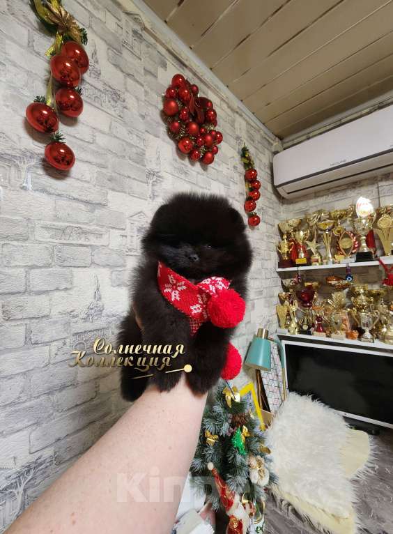 Собаки в Москве: Мальчик померанского шпица редкого черного окраса Мальчик, Бесплатно - фото 3