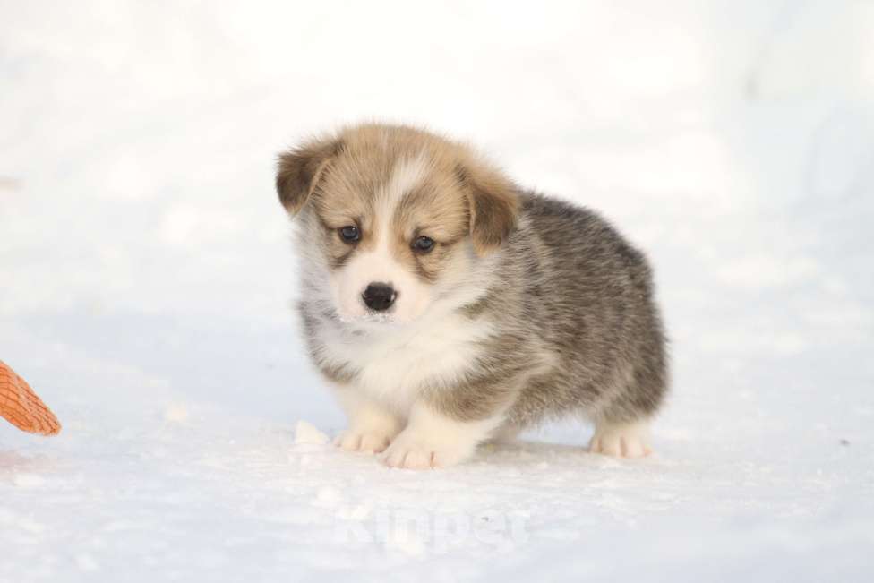 Собаки в Москве: Вельш корги пемброк Мальчик, 60 000 руб. - фото 2
