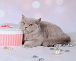 Кошки в Мурином: Британская кошечка лилового окраса Девочка, 9 000 руб. - фото 1
