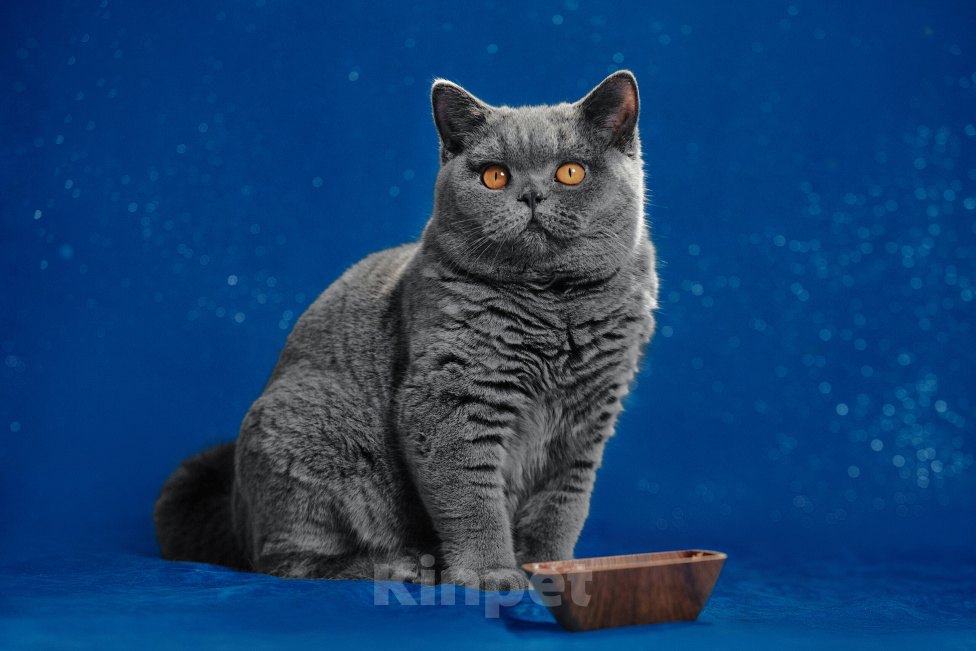 Кошки в Магнитогорске: Yesenia Marshmallow Девочка, 15 000 руб. - фото 1