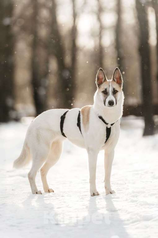 Собаки в Москве: Милая Пенка ищет дом Девочка, Бесплатно - фото 2
