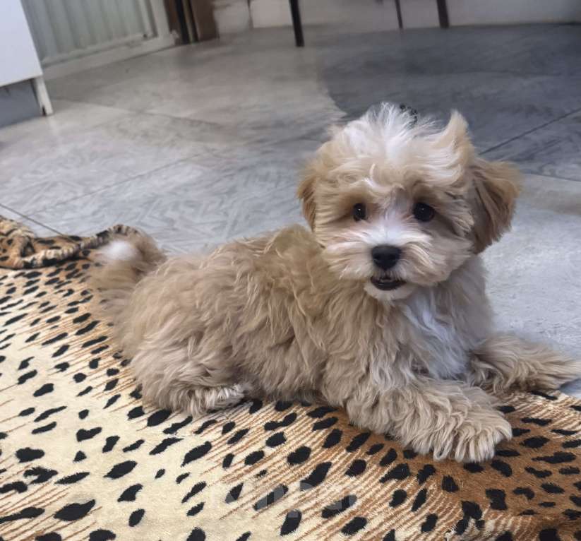 Собаки в Воронеже: Мальтипу мини ф1 Мальчик, 150 000 руб. - фото 3