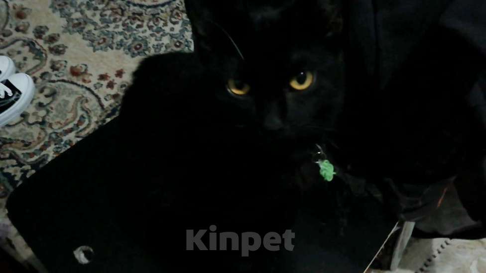 Кошки в Махачкале: котенок мальчик в добрые руки Мальчик, Бесплатно - фото 3