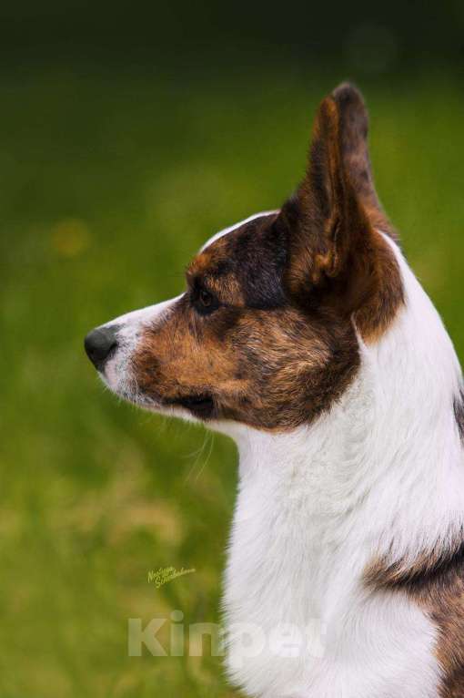 Собаки в Новосибирске: Вязка вельш-корги гардиган Мальчик, 50 000 руб. - фото 4