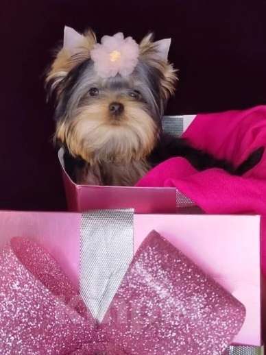 Собаки в Москве: Йоркширский терьер Девочка, 120 000 руб. - фото 1