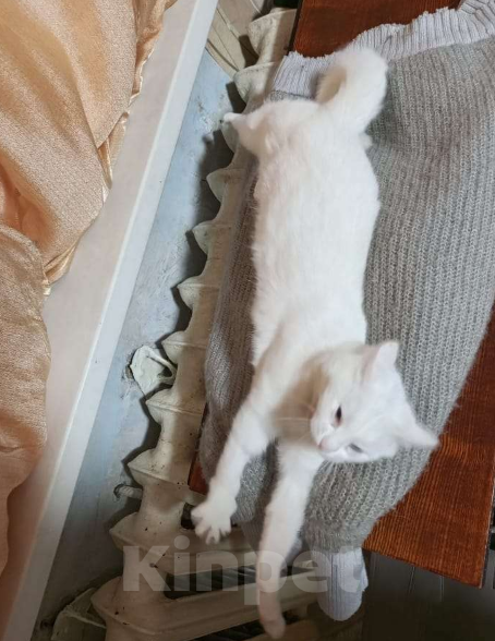 Кошки в Чите: Отдам милую кошечку Девочка, Бесплатно - фото 6