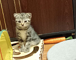 Кошки в Новосибирске: Малой Мальчик, Бесплатно - фото 1