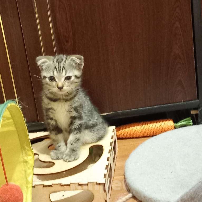 Кошки в Новосибирске: Малой Мальчик, Бесплатно - фото 1