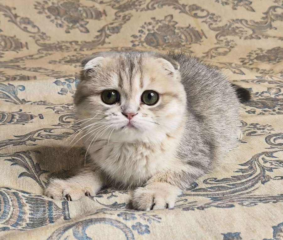 Кошки в Санкт-Петербурге: Золотая голубая шиншилла девочка Девочка, 50 000 руб. - фото 2
