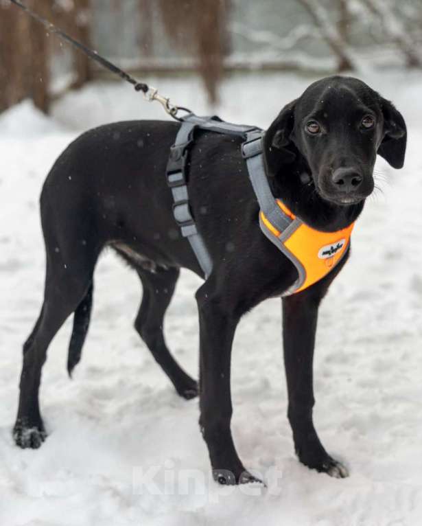 Собаки в Москве: Метис Лора ищет дом Девочка, Бесплатно - фото 9