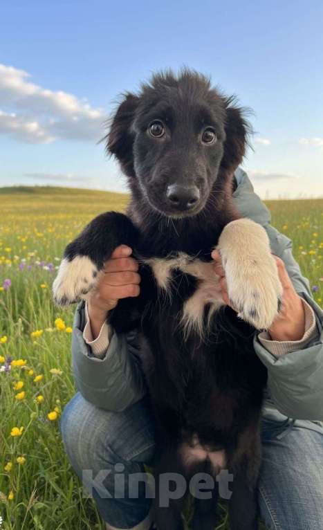 Собаки в Москве: Отдам щенка в добрые руки Девочка, Бесплатно - фото 1