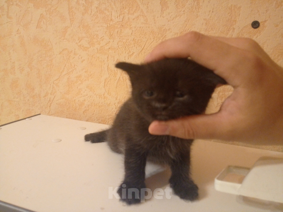 Кошки в Нижнем Тагиле: 🐱 Котята от Британской кошки 🐱 Мальчик, Бесплатно - фото 8