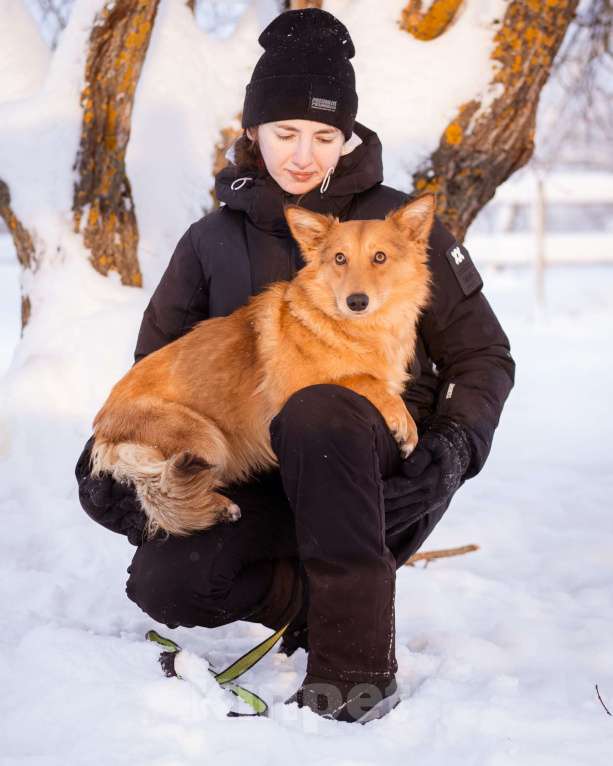 Собаки в Москве: Метис таксы в добрые руки Мальчик, Бесплатно - фото 5