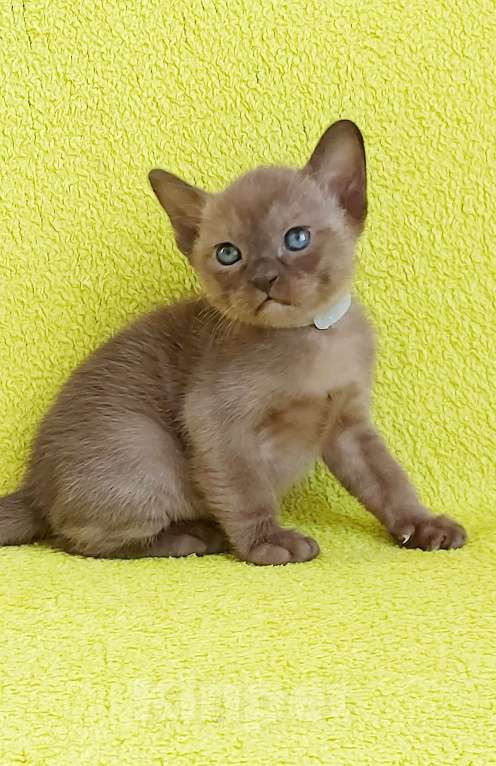 Кошки в Москве: Бурманский котенок Мальчик, 80 000 руб. - фото 7