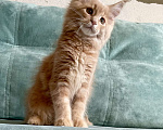Кошки в Иркутске: Котята породы мейн-кун Девочка, 35 000 руб. - фото 4