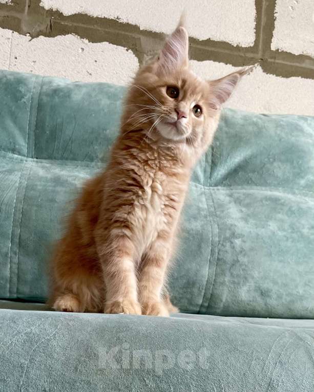 Кошки в Иркутске: Котята породы мейн-кун Мальчик, 50 000 руб. - фото 4