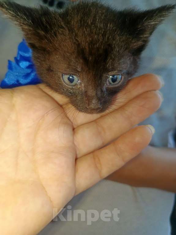 Кошки в Клине: Черная красавица Девочка, Бесплатно - фото 3