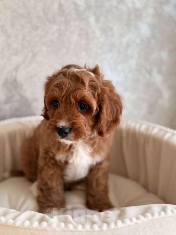 Собаки в Москве: Кавапу щенок Мальчик, 85 000 руб. - фото 2