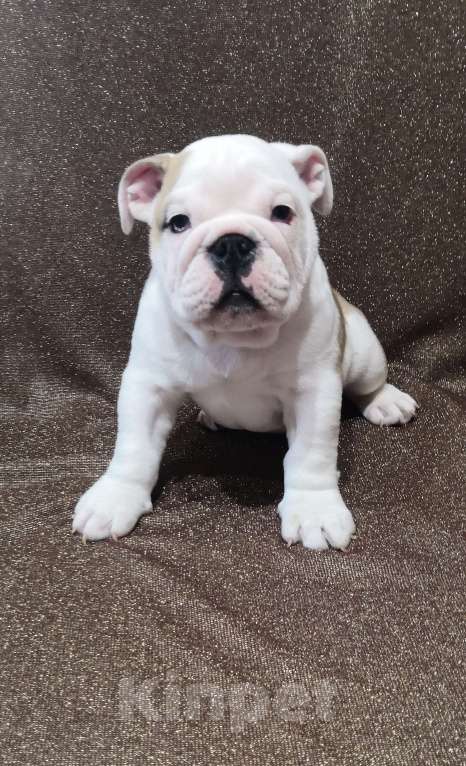 Собаки в Санкт-Петербурге: Щенок английского бульдога Мальчик, 120 000 руб. - фото 3