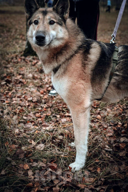 Собаки в Москве: Виби Девочка, Бесплатно - фото 1
