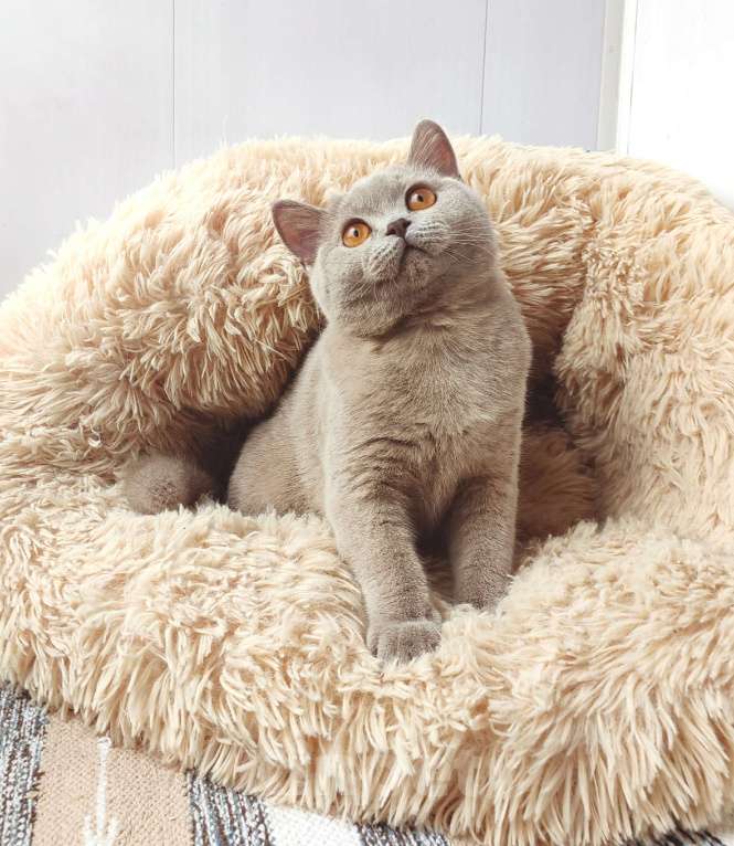 Кошки в Санкт-Петербурге: Британская кошечка Девочка, 30 000 руб. - фото 1