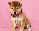 Собаки в Москве: Сиба ину. Мальчик. Мальчик, 50 000 руб. - фото 3