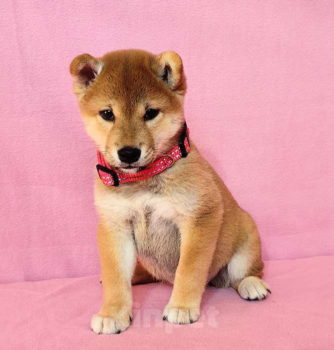 Собаки в Москве: Сиба ину. Мальчик. Мальчик, 50 000 руб. - фото 3