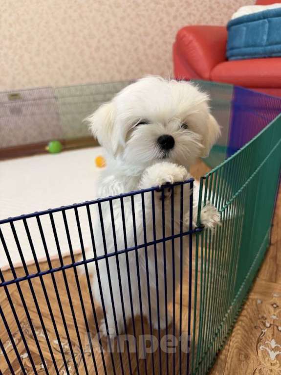 Собаки в Екатеринбурге: Мальтезе Мини . Девочка, Бесплатно - фото 4