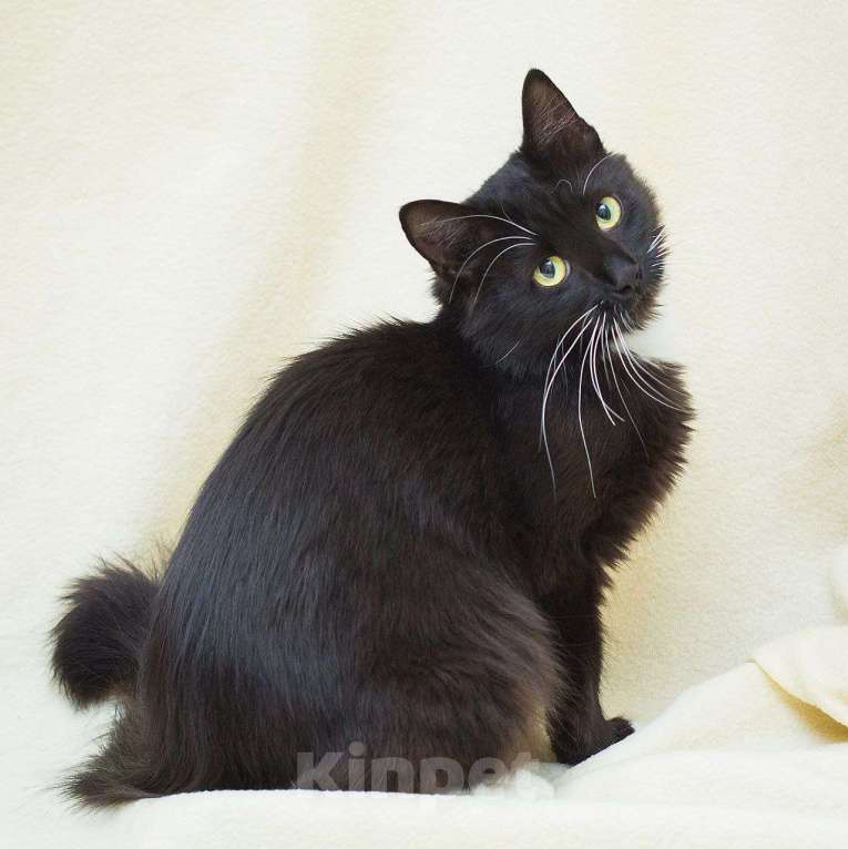 Кошки в Москве: Квакушу никто не замечает Девочка, Бесплатно - фото 4