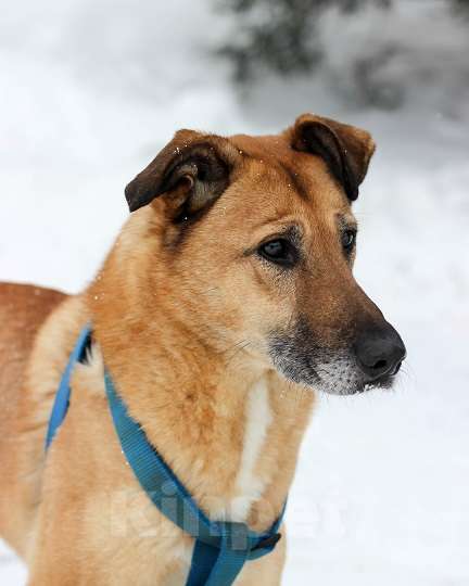 Собаки в Москве: Бонус Мальчик, Бесплатно - фото 9