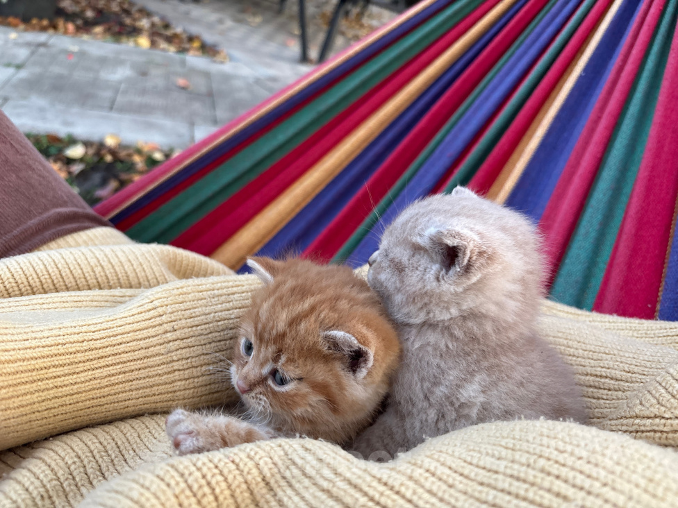 Кошки в Калаче: Отдам котят в добрые руки Мальчик, Бесплатно - фото 3