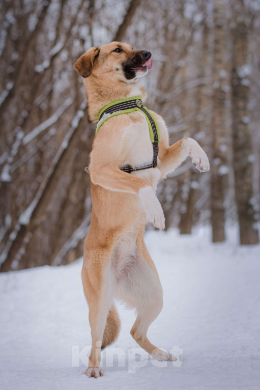 Собаки в Москве: Нанами Девочка, Бесплатно - фото 4