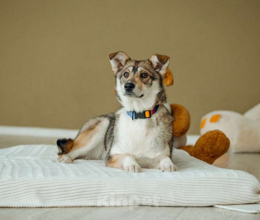 Собаки в Москве: Щенок бесплатно в Москве Девочка, Бесплатно - фото 10
