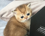 Кошки в Казани: Котик Мальчик, 25 000 руб. - фото 2