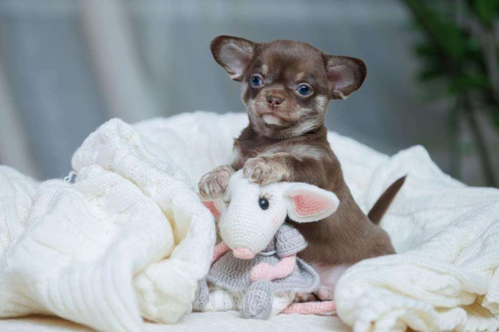 Собаки в Санкт-Петербурге: Мальчик Чихуахуа Мальчик, 60 000 руб. - фото 2