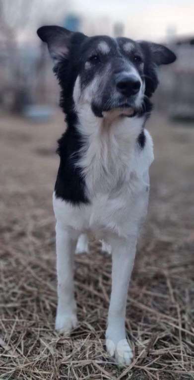 Собаки в Москве: Хана Девочка, Бесплатно - фото 6