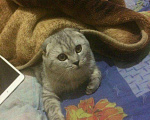 Кошки в Лыткарино: Вязка, 1 000 руб. - фото 2