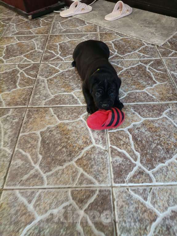 Собаки в других городах Московской области: Щенки Мальчик, 140 000 руб. - фото 8