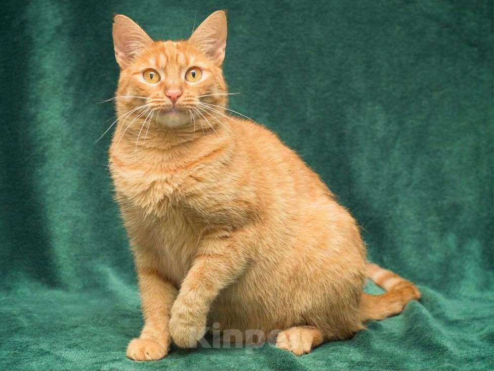 Кошки в Москве: Осоку никто не замечает  Девочка, Бесплатно - фото 3