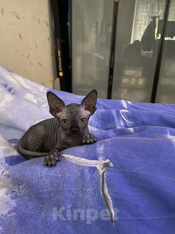 Кошки в Лыткарино: Мальчик графит Мальчик, 15 000 руб. - фото 2