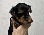 Собаки в Новосибирске: Мальчик мини стандарт Мальчик, 40 000 руб. - фото 2