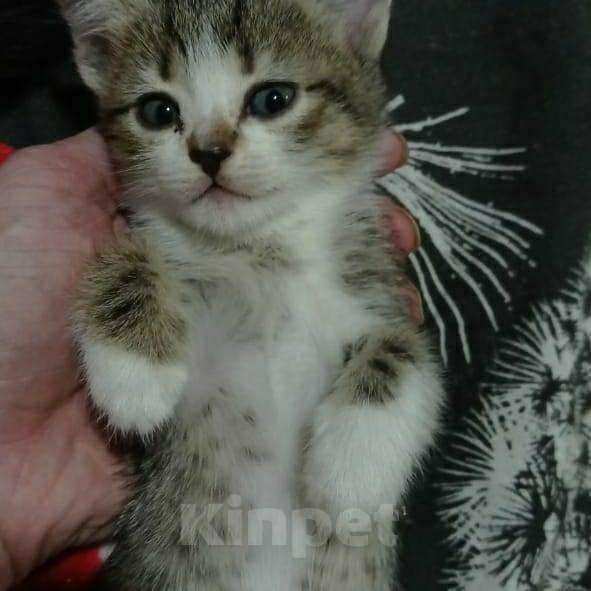 Кошки в Заволжье: Котята, 500 руб. - фото 1