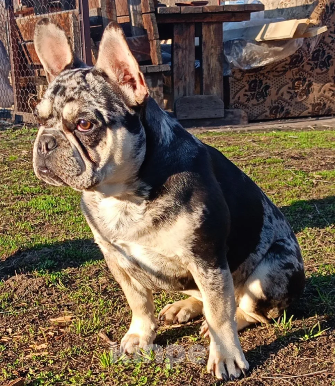 Собаки в Санкт-Петербурге: Мраморный подрощенный щенок французского бульдога Мальчик, 65 000 руб. - фото 4
