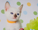 Кошки в Иркутске: Тайские клубные котята Мальчик, Бесплатно - фото 3