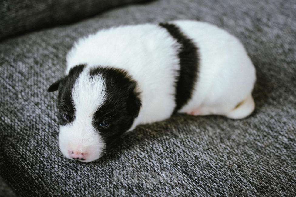 Собаки в других городах Московской области: Эбигейл Девочка, 100 руб. - фото 1
