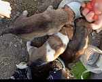 Собаки в Новошахтинске: Щенки в добрые руки Мальчик, Бесплатно - фото 5