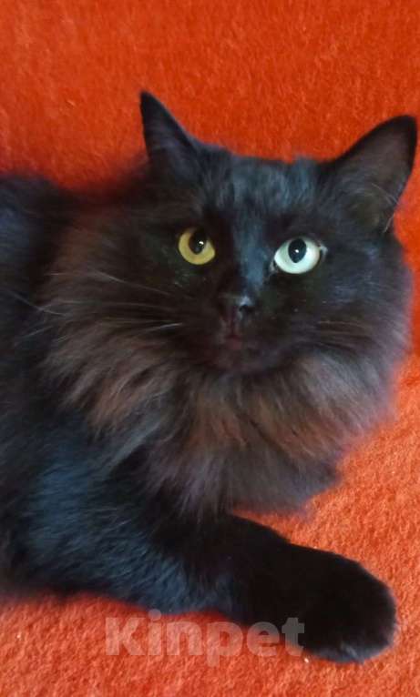 Кошки в Москве: Нюша и Плюша ищут дом Девочка, Бесплатно - фото 8