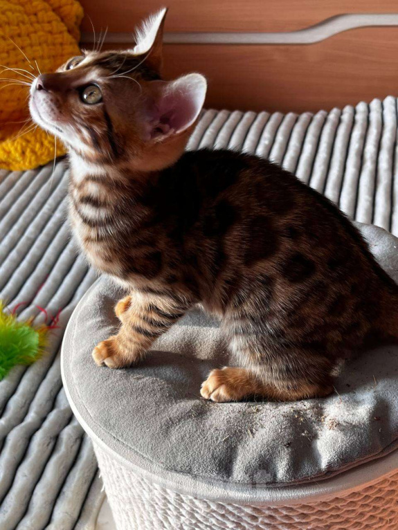 Кошки в Самаре: Бенгальский мальчишка Veritay Bentley  Мальчик, 60 000 руб. - фото 4