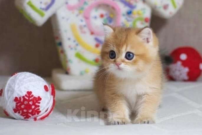 Кошки в Москве: Британские котята Девочка, 35 000 руб. - фото 4