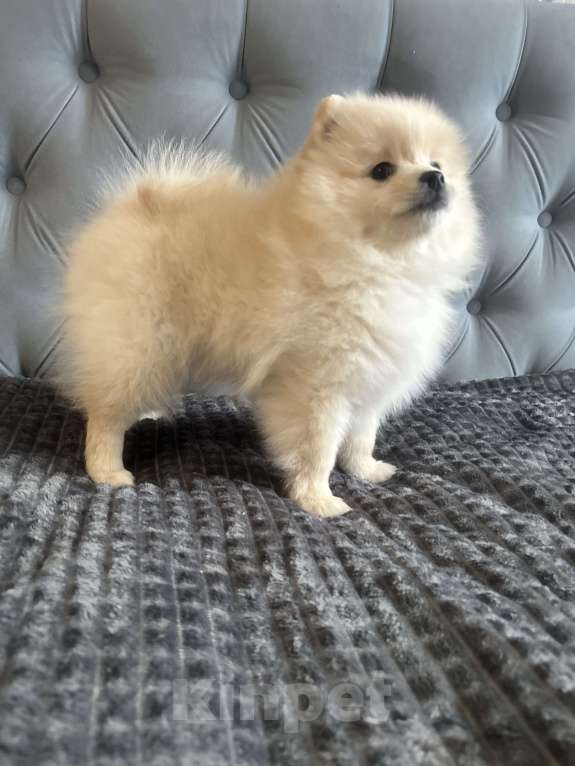 Собаки в Новосибирске: Немецкий шпиц, щенок. Мальчик, 34 000 руб. - фото 1